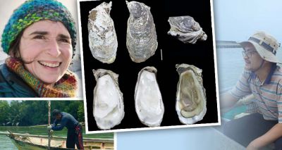 Project underway to protect new oyster species